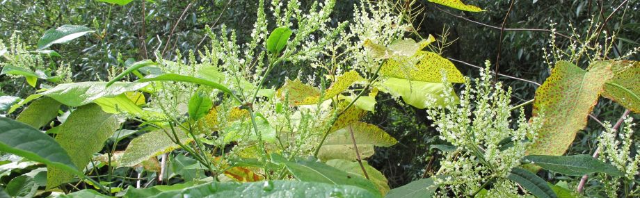 Blühender Bastard-Staudenknöterich